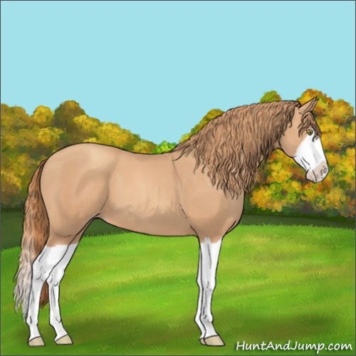 Horse Color:Gold Champagne Splash