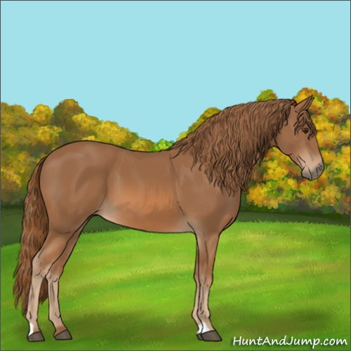 Horse Color:Unknown 
