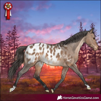 Horse Color:Brown Dun Near Leopard 