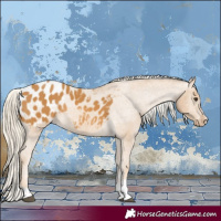 Horse Color:Palomino Appaloosa Rabicano