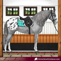 Horse Color:Black Appaloosa