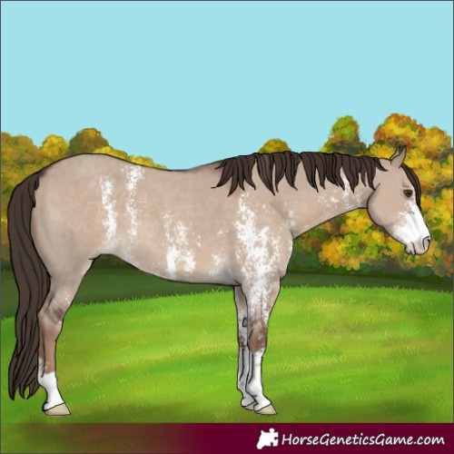 Horse Color:Liver Red Dun Sabino 