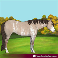 Horse Color:Liver Red Dun Sabino