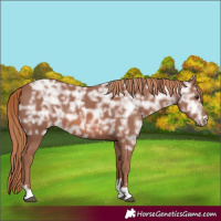 Horse Color:Chestnut Ice