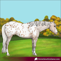 Horse Color:Silver Brown Dun Appaloosa 