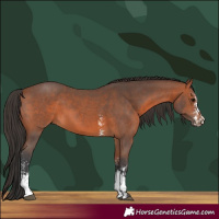 Horse Color:Bay Sabino 