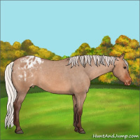 Horse Color:Silver Brown Dun Appaloosa 