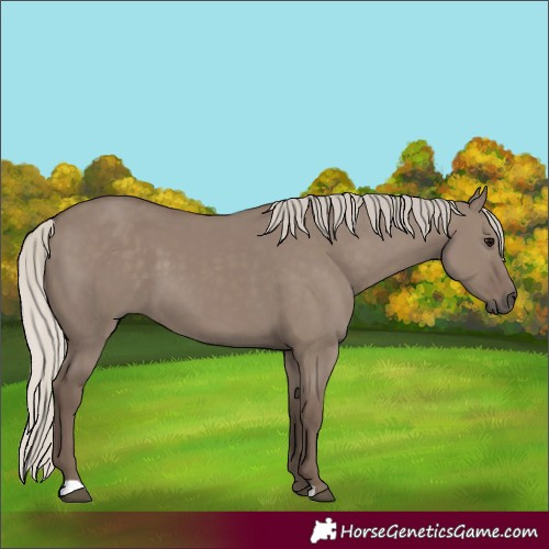 Horse Color:Silver Grullo 