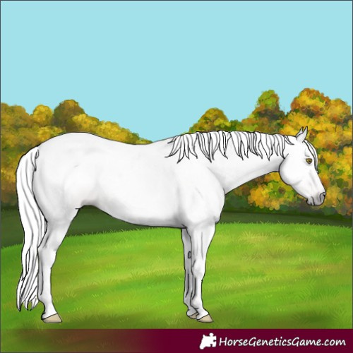 Horse Color:Gray Gold Champagne Tobiano 