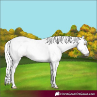 Horse Color:Gray Gold Champagne Tobiano 