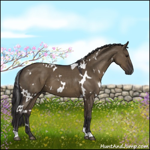 Horse Color:White Spotted Smoky Grullo 