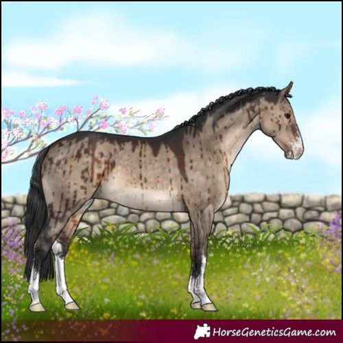 Horse Color:Brown Dun Sabino Brindle