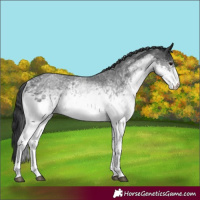 Horse Color:White Spotted Blue Roan 