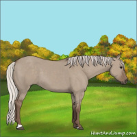 Horse Color:Silver Grullo