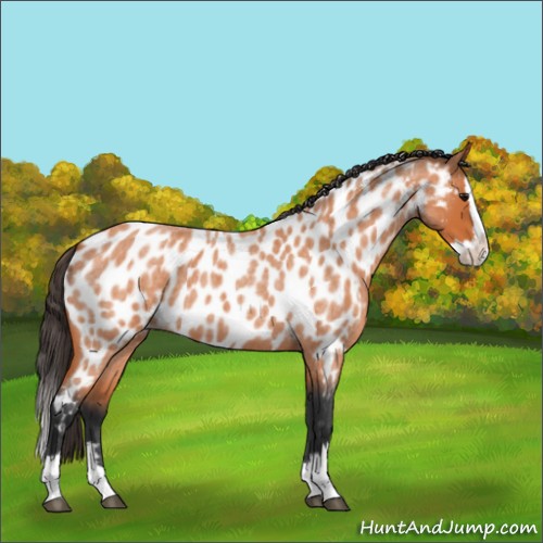 Horse Color:Bay Roan Splash Near Leopard