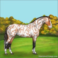 Horse Color:Bay Roan Splash Appaloosa