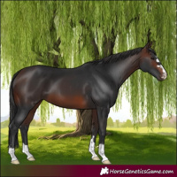 Horse Color:Brown 