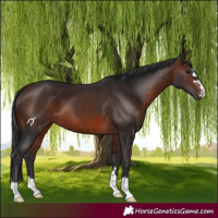 Horse Color:Brown 