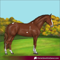 Horse Color:Gray Chestnut Splash Tobiano 