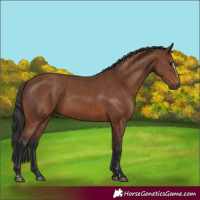 Horse Color:Brown Sabino Rabicano  and Brown Sabino Rabicano 