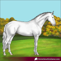 Horse Color:Gray Gold Champagne Dun Tobiano