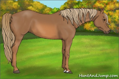 Horse Color:Chestnut 
