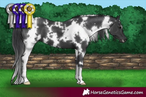 Horse Color:White Spotted Black