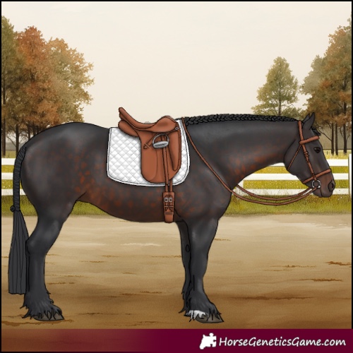 Horse Color:Brown 