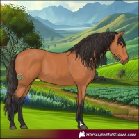Horse Color:Bay 