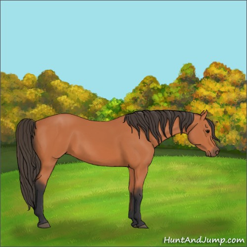 Horse Color:Bay 
