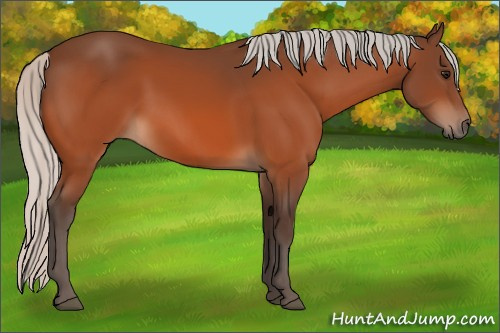 Horse Color:Silver Bay 