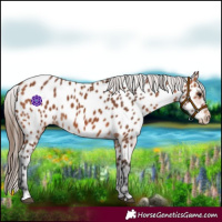 Horse Color:Bay Appaloosa 