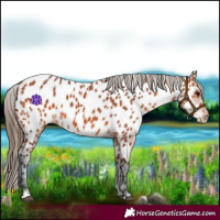 Horse Color:Bay Appaloosa 