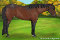 Horse Color:Bay Varnish 