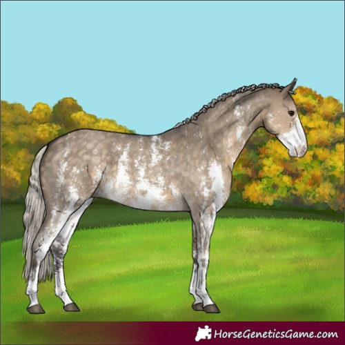 Horse Color:Silver Smoky Grullo Sabino 