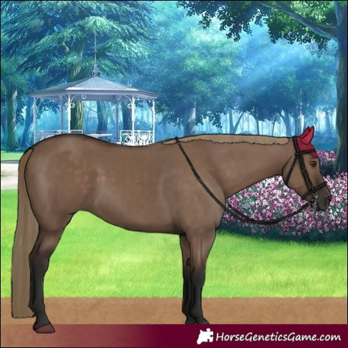 Horse Color:Liver Red Dun Rabicano 