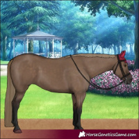 Horse Color:Liver Red Dun Rabicano 
