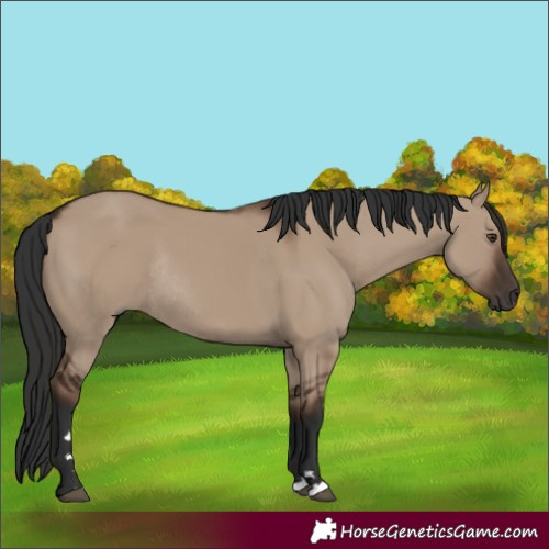 Horse Color:Liver Red Dun Rabicano 