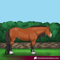 Horse Color:Bay 