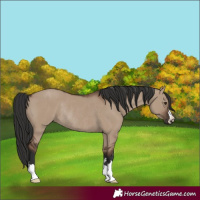Horse Color:Liver Red Dun Rabicano 