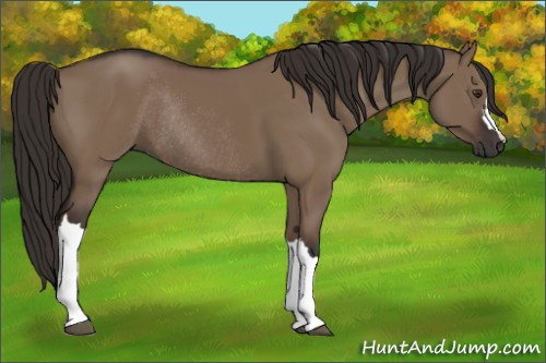 Horse Color:Liver Red Dun Rabicano