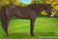 Horse Color:Liver Chestnut Splash 