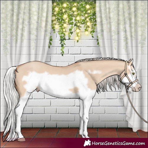 Horse Color:Silver Amber Champagne Dun Splash Frame 