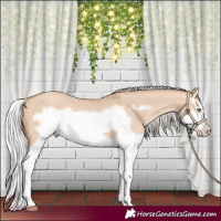 Horse Color:Silver Amber Champagne Dun Splash Frame