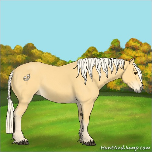 Horse Color:Palomino 