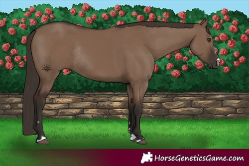 Horse Color:Liver Red Dun Rabicano 