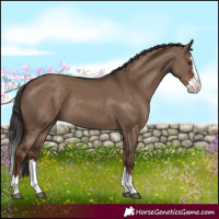 Horse Color:Liver Red Dun Splash Rabicano 