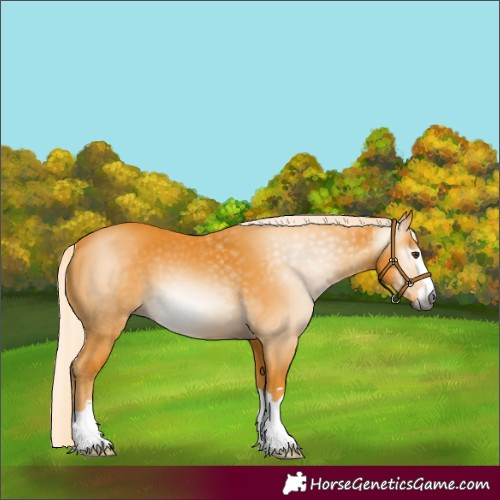 Horse Color:Gray Palomino 