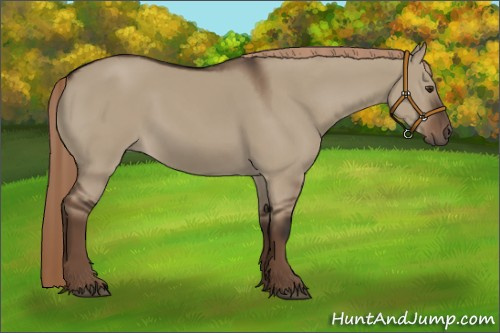 Horse Color:Liver Red Dun Rabicano