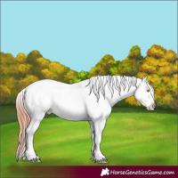 Horse Color:Sable Champagne Near Leopard and Sable Champagne Near Leopard